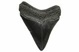 Fossil Megalodon Tooth - South Carolina #372387-1